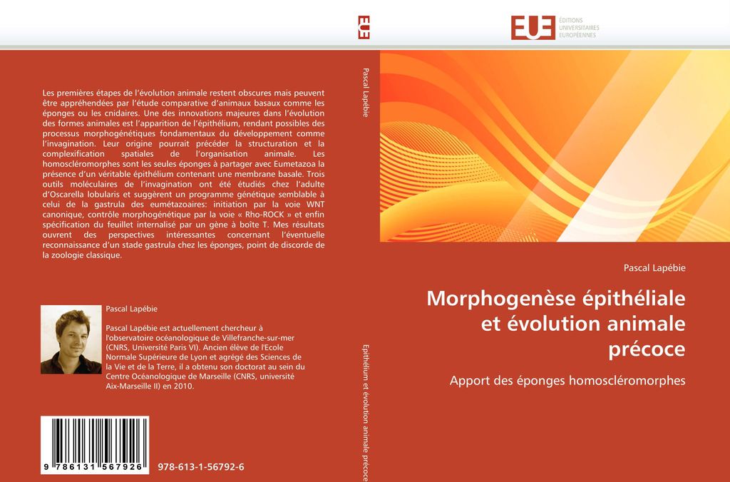 Morphogenèse épithéliale et évolution animale précoce