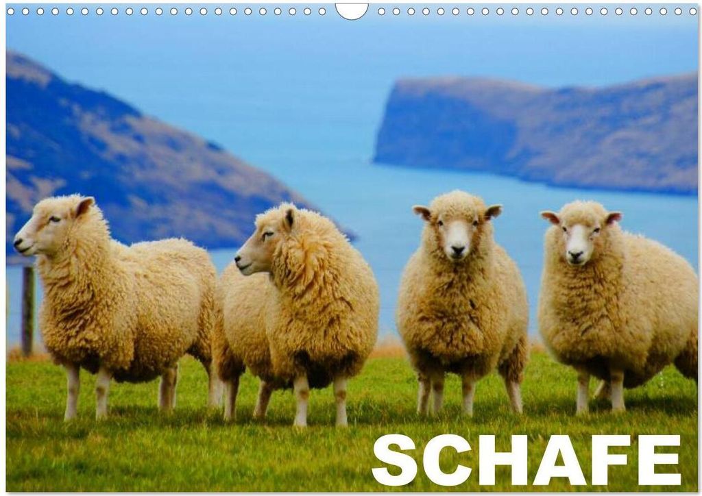 Schafe / Geburtstagskalender (Wandkalender 2026 DIN A3 quer), CALVENDO Monatskalender