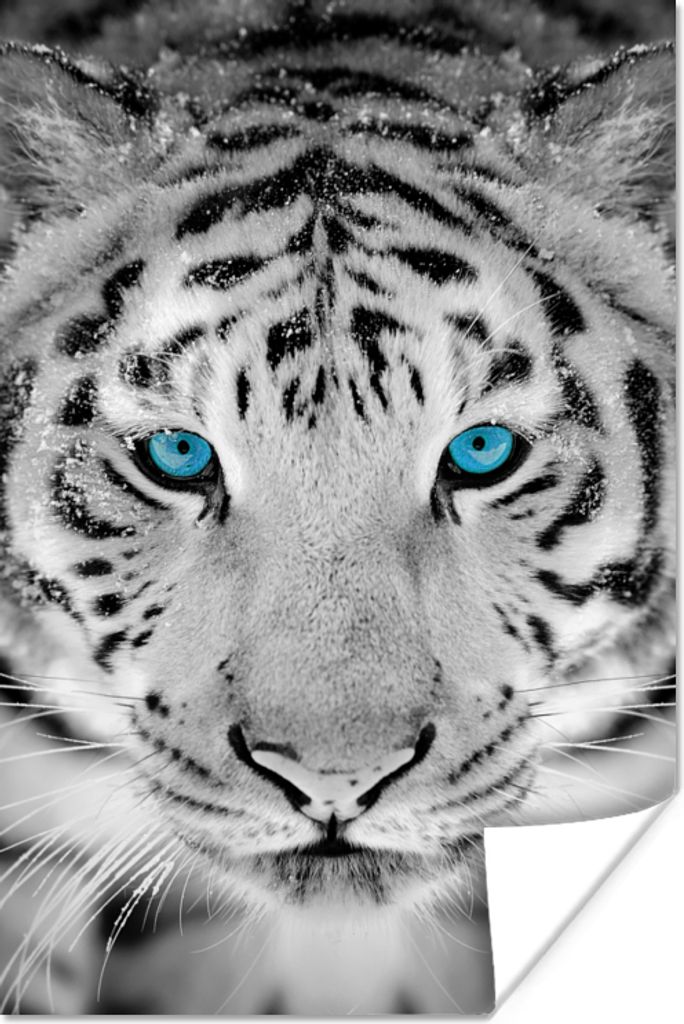MuchoWow Poster Tiere - Tiger - Augen - Blau - Schwarz und weiß 120x180 cm - Kunstposter