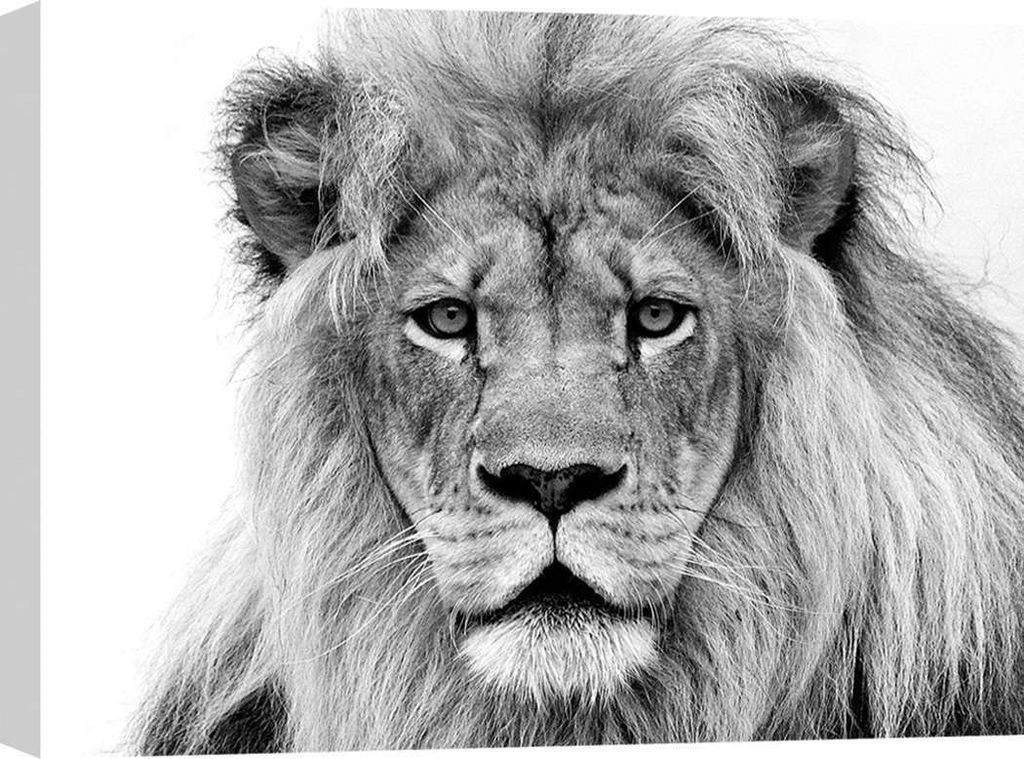 Leinwandbild, majestätischer Löwe – 80x60 cm