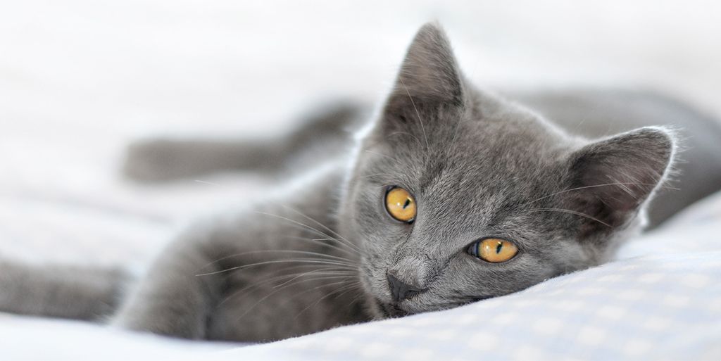 Tulup Glas-Bild - 100x50 -Wandkunst - Wandbild hinter gehärtetem Sicherheitsglas - Tiere - Graue Katze - Grau