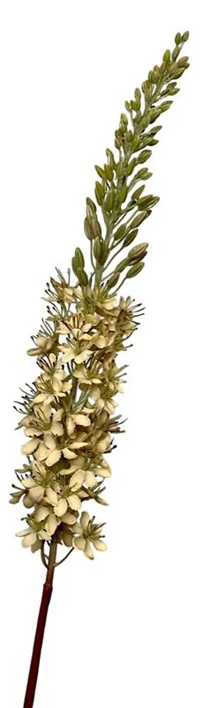 Eremurus artificiel crème 106 cm Roberts Collection finition réaliste