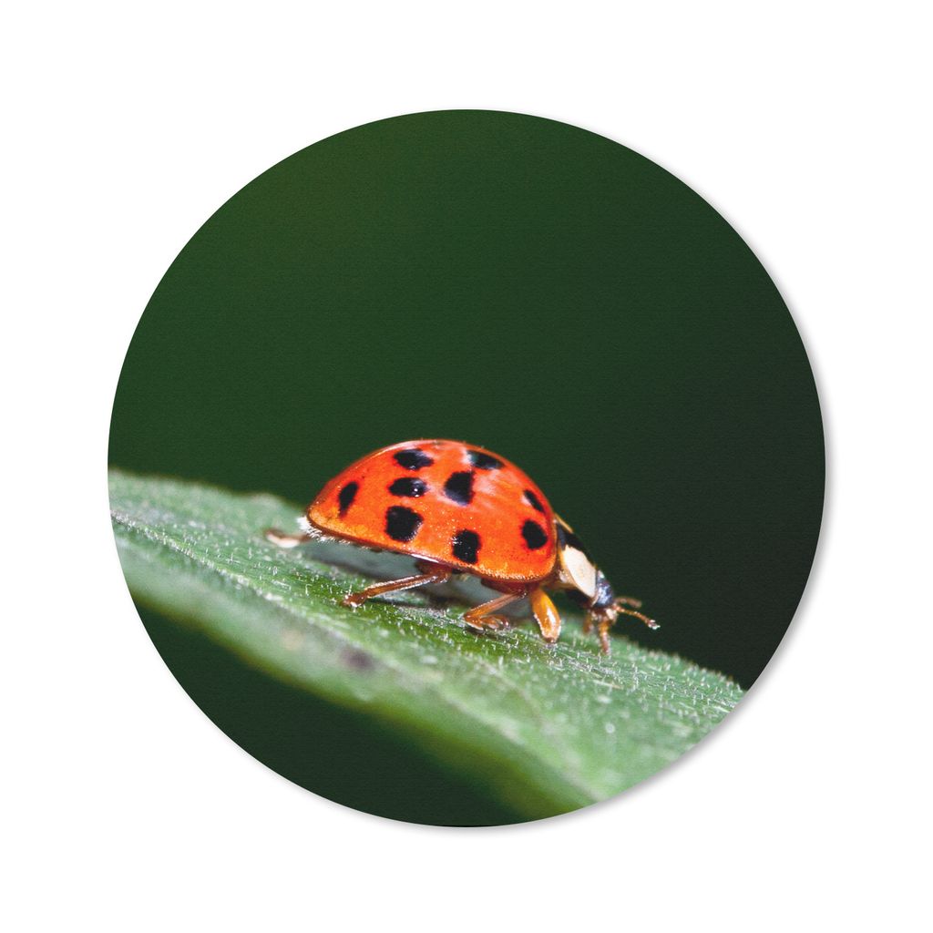 MuchoWow Mauspad Mousepad Makroaufnahme eines Marienkäfers 20x20 cm - Mousepads - Maus Mat - Pad - Mausunterlage - Schreibtischmatte