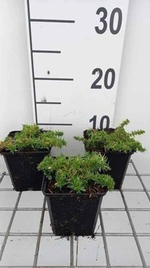 Plante vivace Phlox Red Admiral - Lot de 6 Fleurs de flamme rouges