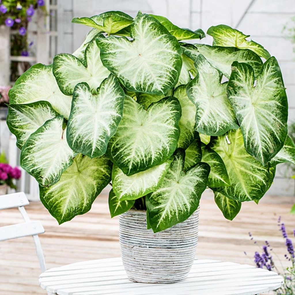 Caladium Knolle bunt Buntblätter Kaladien Buntwurz Kaladium Aaron 1 St.