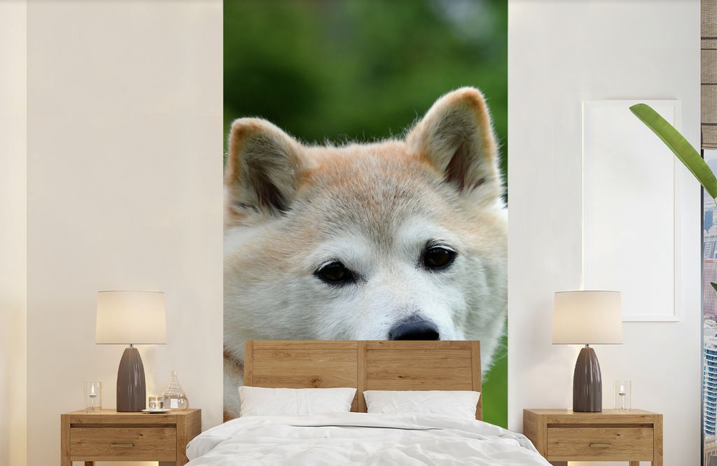 MuchoWow Fototapete für Wohnzimmer oder Schlafzimmer Wandtapete Vinyl Motivtapete Akita-Fotodruck - 120x240 cm - Hintergrundbild
