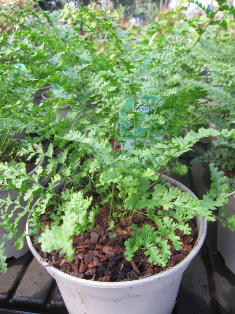 Dryopteris filix mas Barnesii - Steiler Wurmfarn
