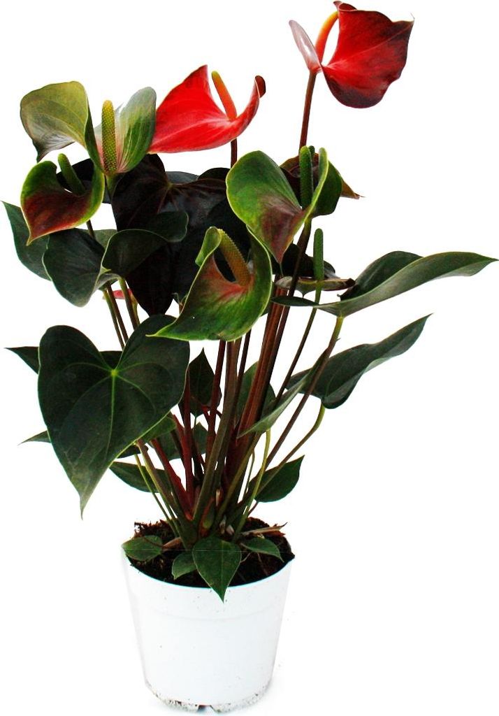 Kwiat flaminga "Rainbow Champion" pomara?czowy Anthurium Zdjęcie produktu 