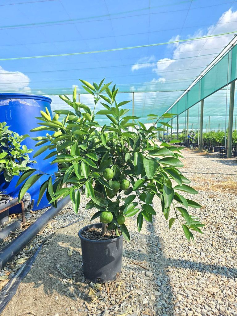 Rote Clementine Clementino Rubino Sanguinello 70-100 cm - Frische Zitrusfrucht für Garten und Terrasse, Winterhart & pflegeleicht
