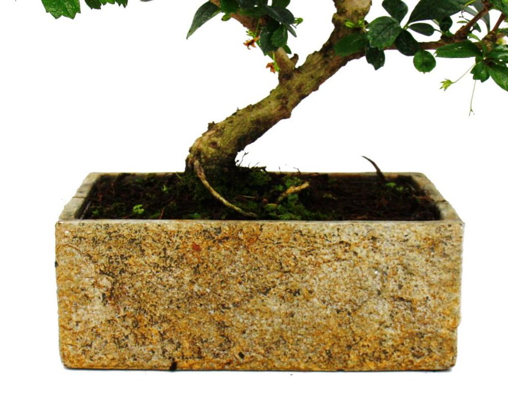 bonsai cactus Rare Bonsai Cactus Plant 6