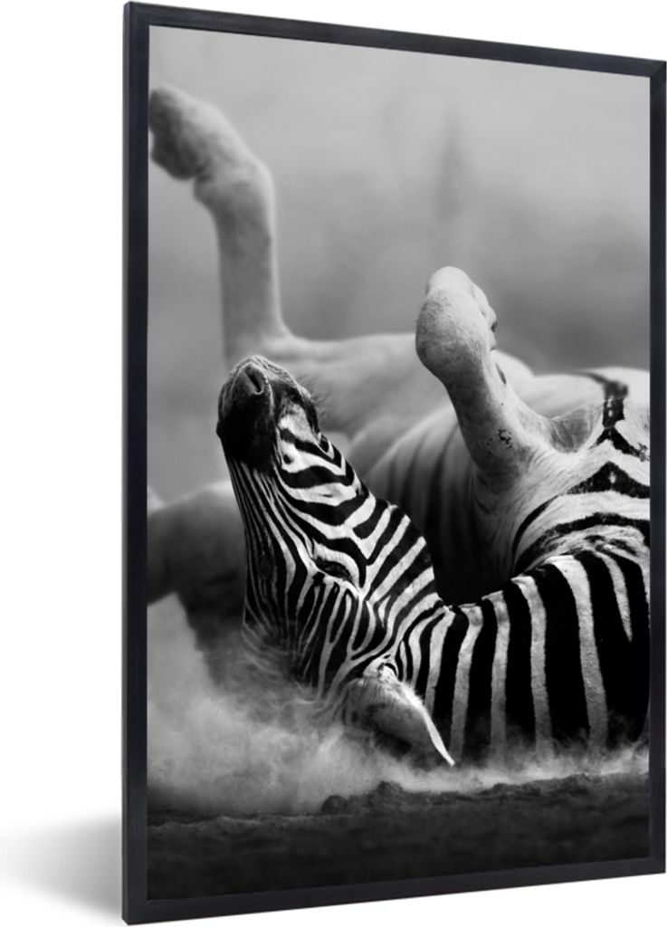 MuchoWow Gerahmtes Poster Zebra - Tiere - Schwarz - Weiß 60x90 cm - Poster mit Schwarzem Bilderrahmen Wandposter Rahmen Foto Bilder - Kunst