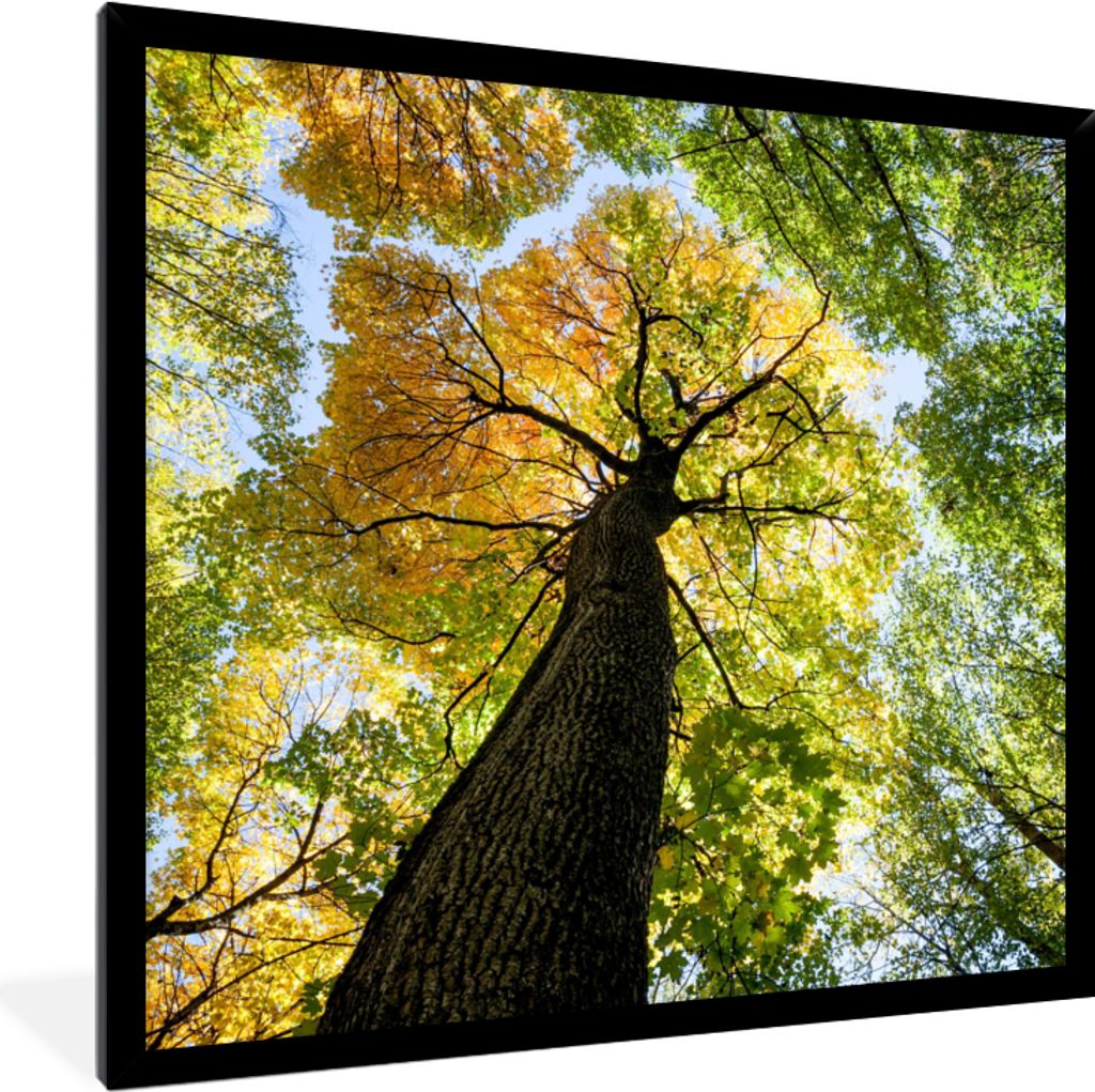 MuchoWow Gerahmtes Poster Baum - Natur - Wald 40x40 cm - Poster mit Schwarzem Bilderrahmen Wandposter Rahmen Foto Bilder - Mit Rahmen - Wanddekor...