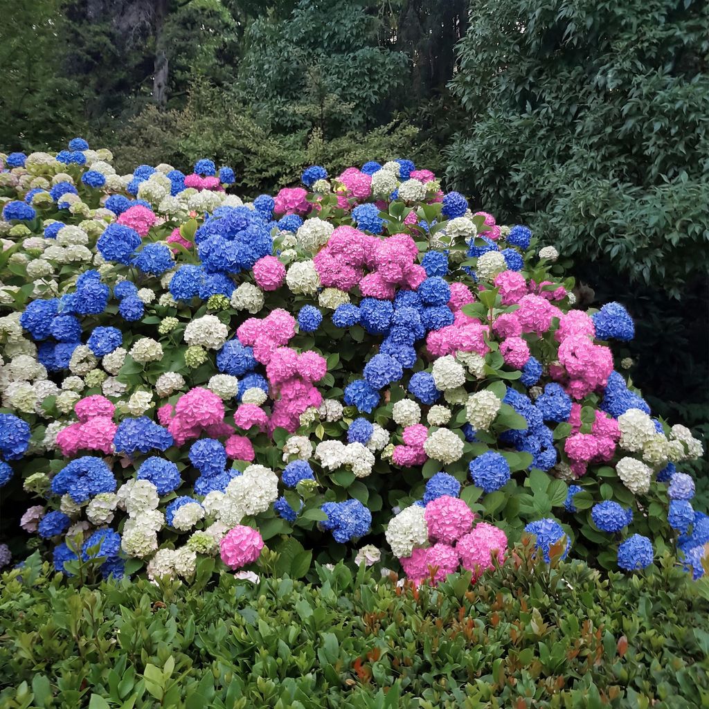 GreenboutiQ - Hortensie - Hydrangea macrophylla Tricolour - Produktbild 