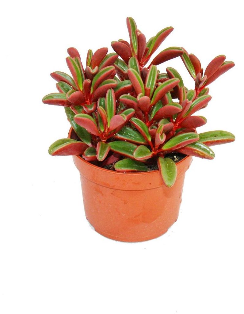 Peperomia graveolens in vaso da 10,5 cm Immagine del prodotto 