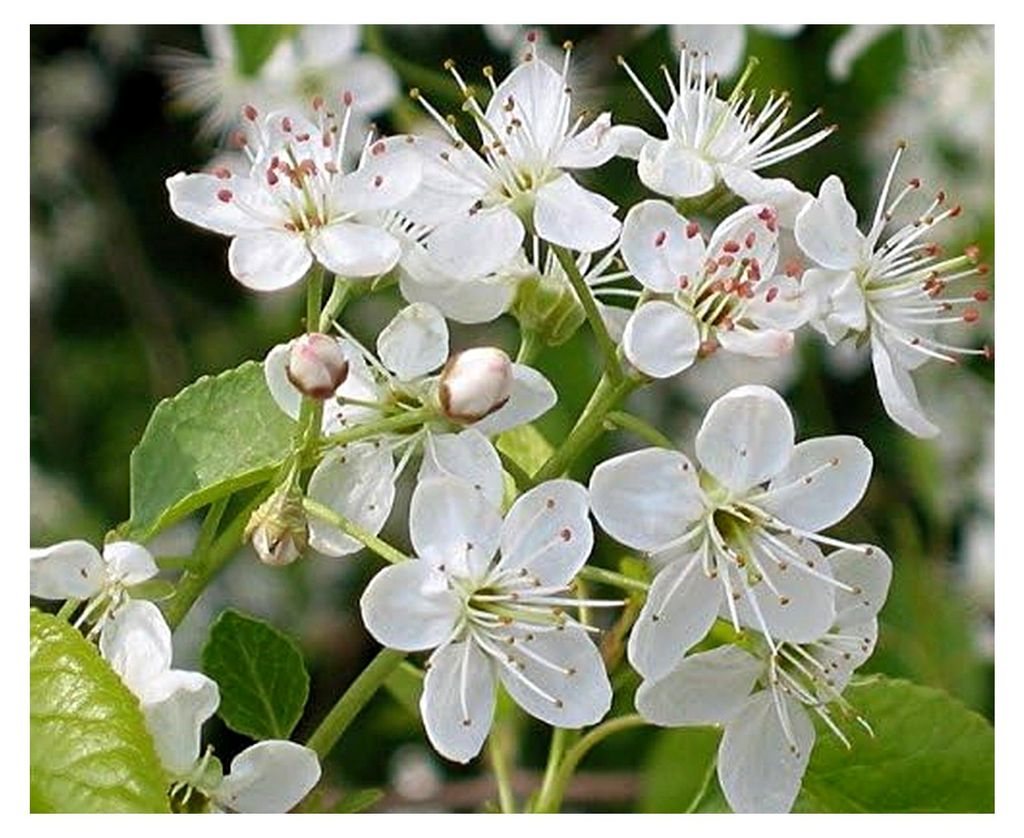 Steinweichsel Weichselkirsche, Felsenkirsche Prunus mahaleb 30 Samen