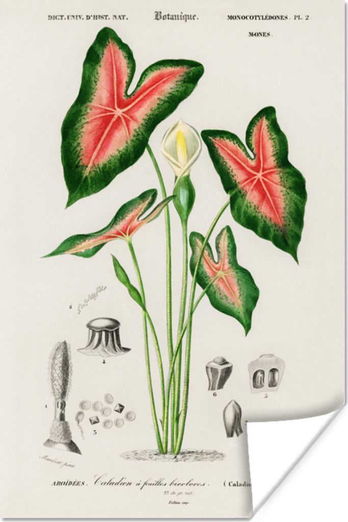 MuchoWow Poster Jahrgang - Pflanze - Caladium 80x120 cm - Papierdruck