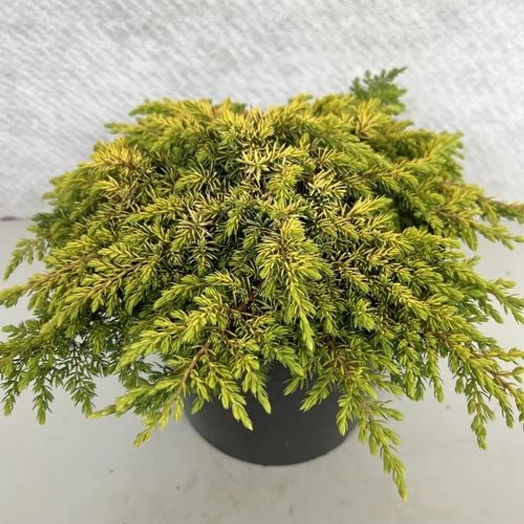 Genévrier rampant jaune Lemon Carpet - Conifère couvre-sol pot 30 cm