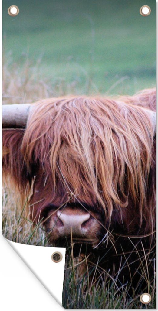 MuchoWow 40x80 cm Outdoor-Poster Gartendeko Sichtschutz Garten Poster für den Garten Schottischer Highlander - Hörner - Gras