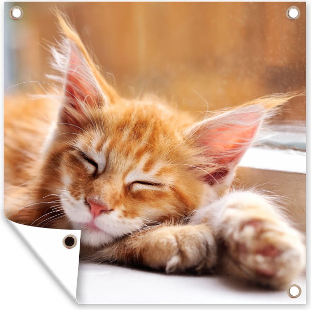 MuchoWow 50x50 cm Outdoor-Poster Gartendeko Sichtschutz Garten Poster für den Garten Orangefarbene Maine Coon Katze liegt auf der Fensterbank