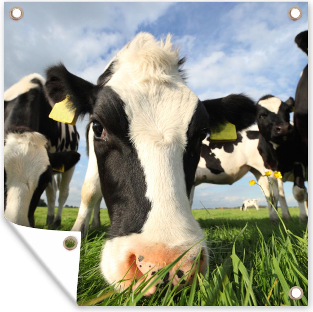 MuchoWow 100x100 cm Outdoor-Poster Gartendeko Sichtschutz Garten Poster für den Garten Kuh - Gras - Nase - Luft