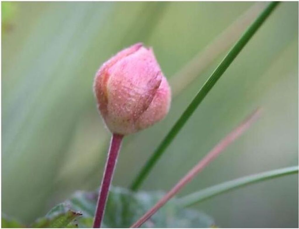 10x Rubus chamaemorus Moltebeere Garten Pflanzen - Samen Produktbild 2