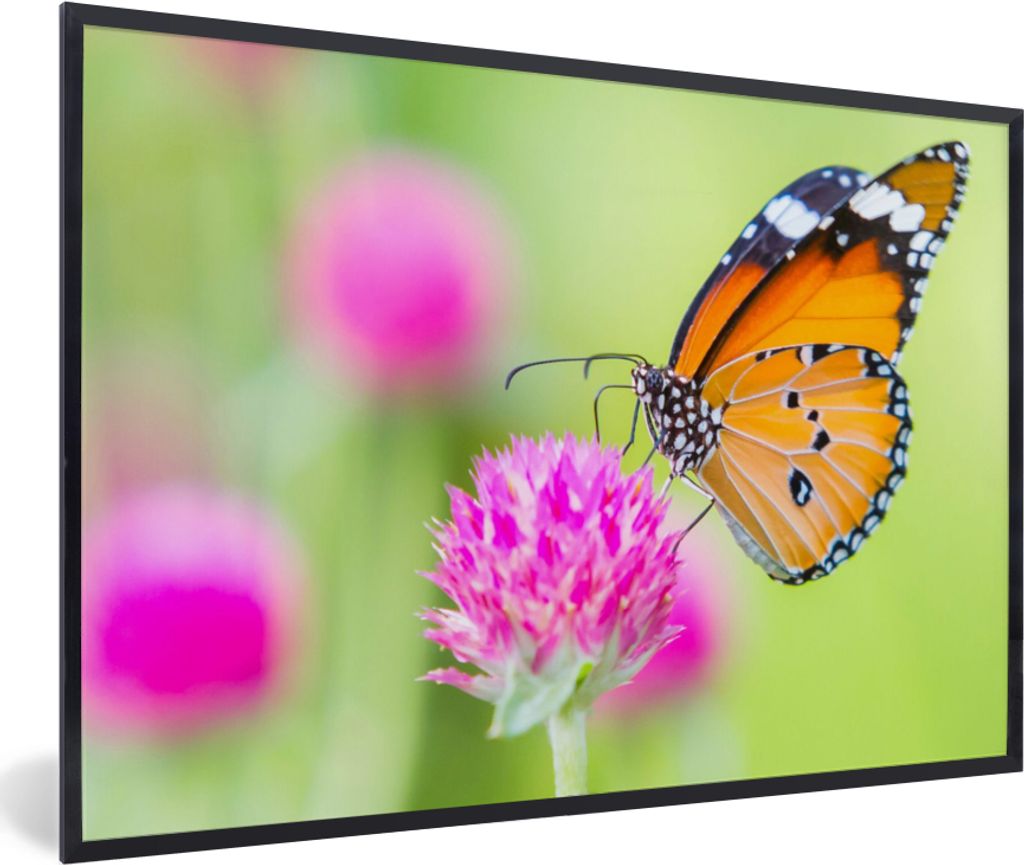 MuchoWow Gerahmtes Poster Insekten - Schmetterlinge - Blumen 90x60 cm - Poster mit Schwarzem Bilderrahmen Wandposter Rahmen Foto Bilder - Fotorah...