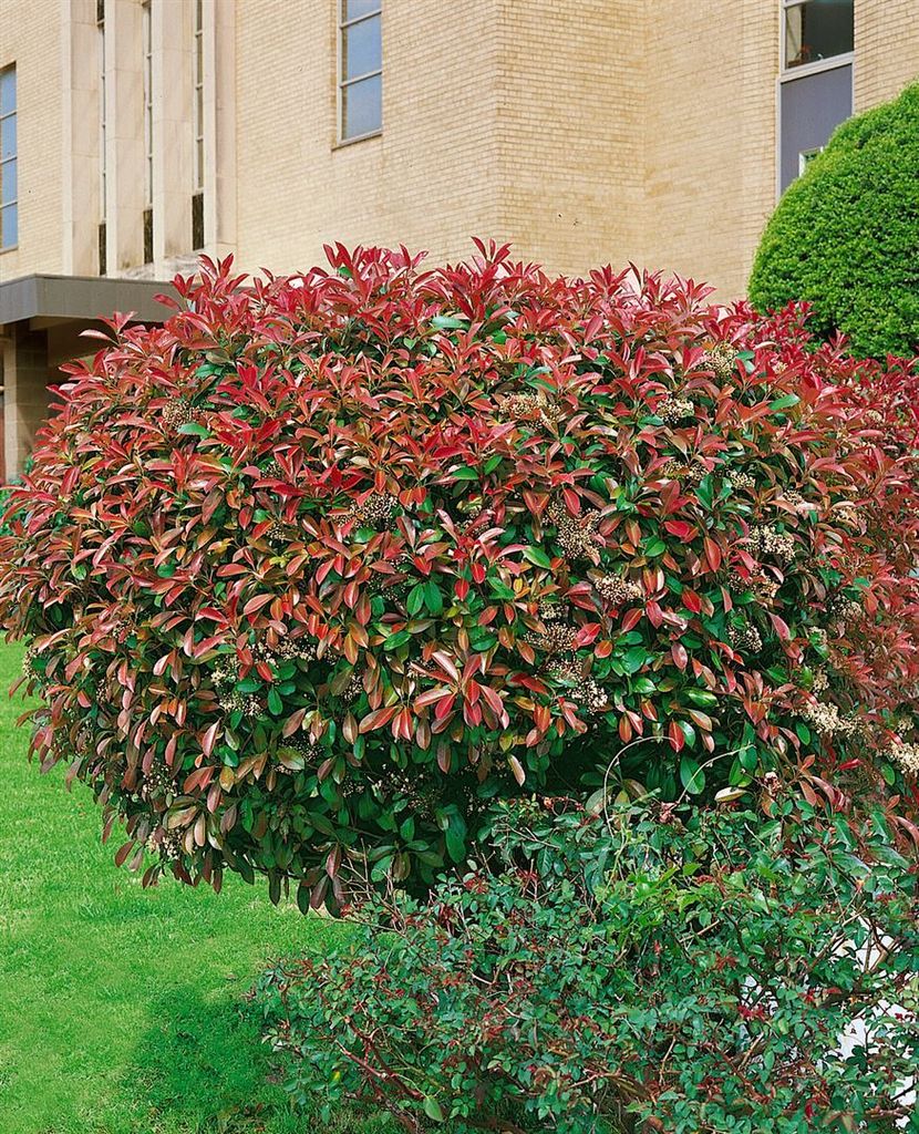 Photinia fraseri 'Red Select', Glanzmispel, rote Blätter, 60–100 cm
