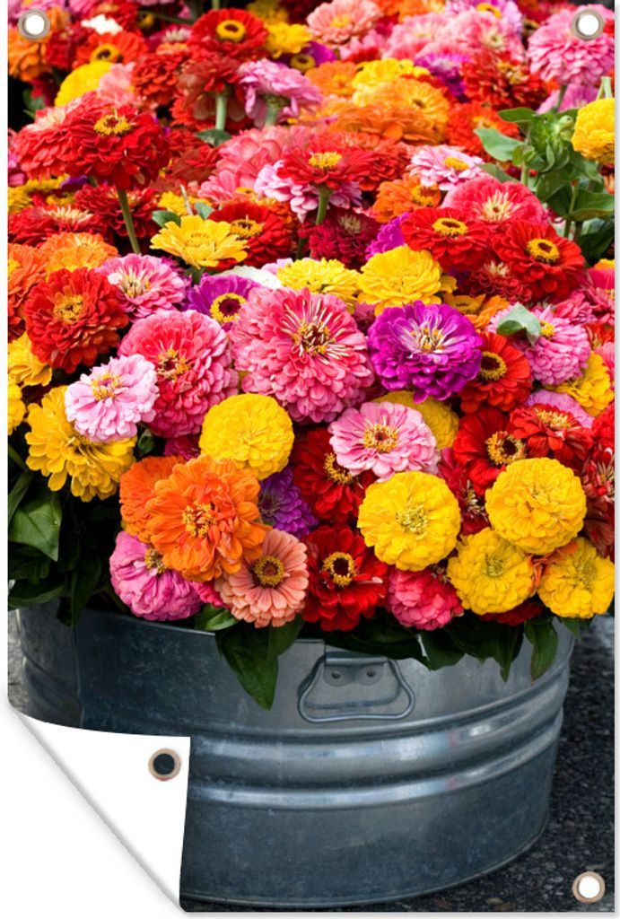 MuchoWow 40x60 cm Outdoor-Poster Gartendeko Sichtschutz Garten Poster für den Garten Frisch geschnittene Zinnienblüten in einem Metallbehälter