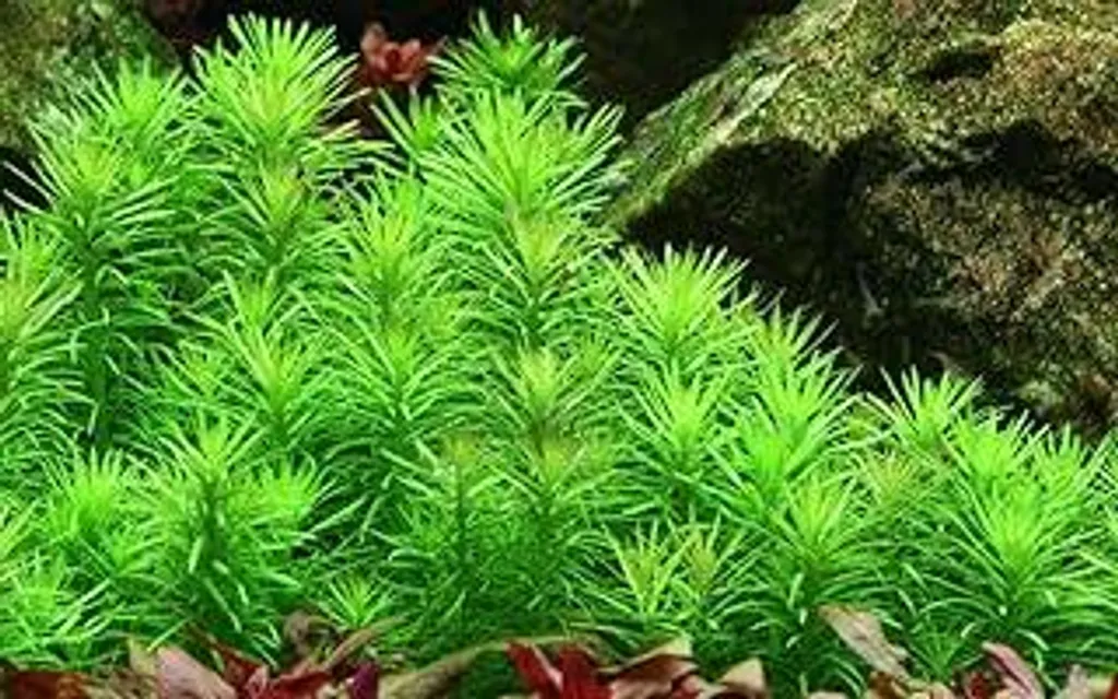 AquaOne Pogostemon deccanensis: Decorazione Naturale per Acquari