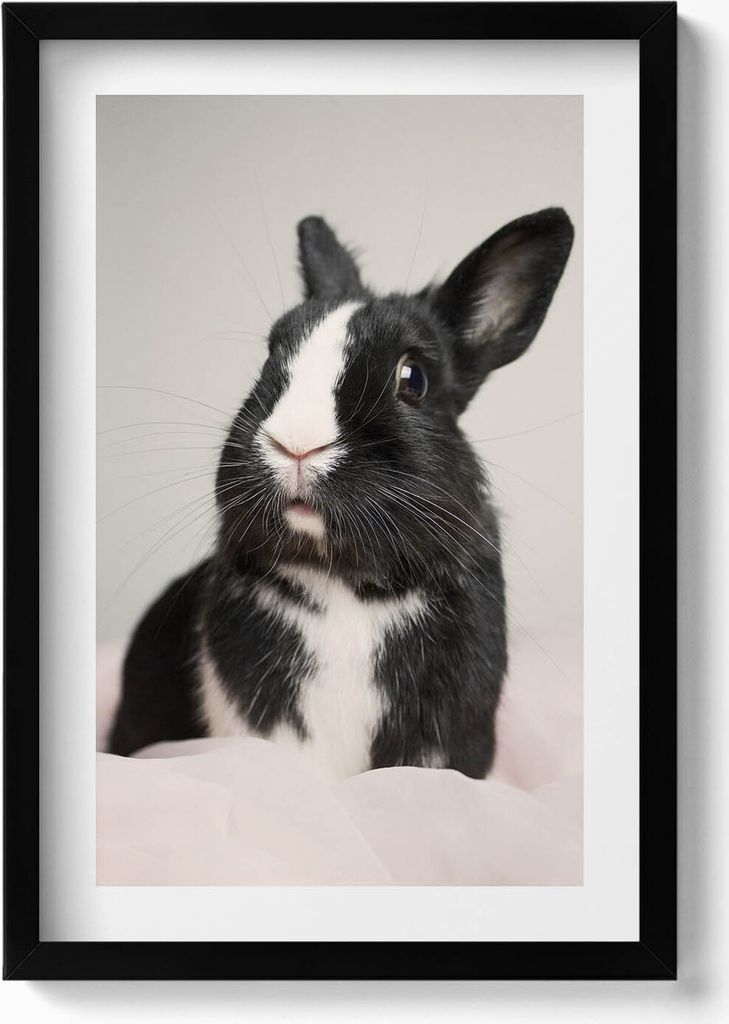 Schwarz-weißes niedliches Kaninchen– Wandbild mit Rahmen – Gerahmtes Bild – Wanddekoration – 40x60 cm – Schwarz