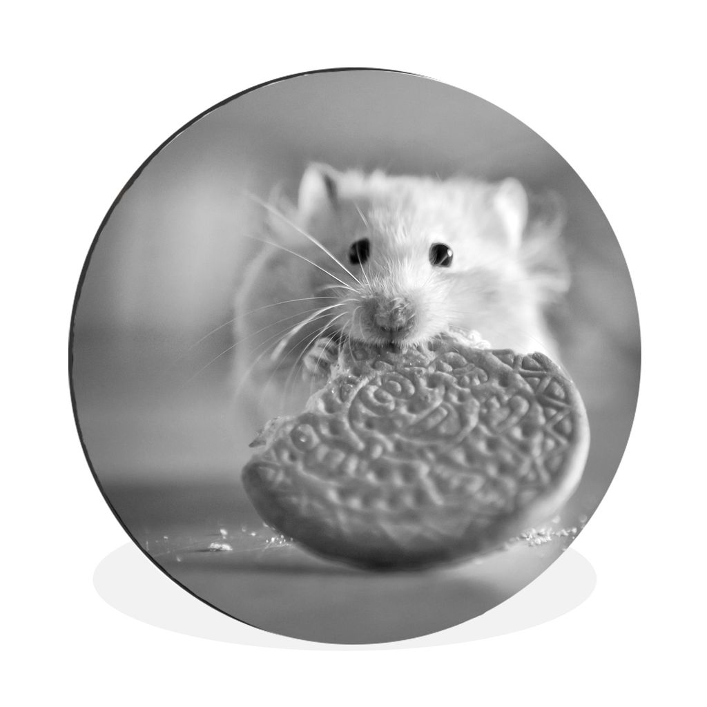 MuchoWow Aluminium Wandkreis Hamster mit halb aufgegessenem Keks - schwarz und weiß Ø 60 cm Wanddeko Modern Wohnzimmer - Wand Kreis - Wandbild ...