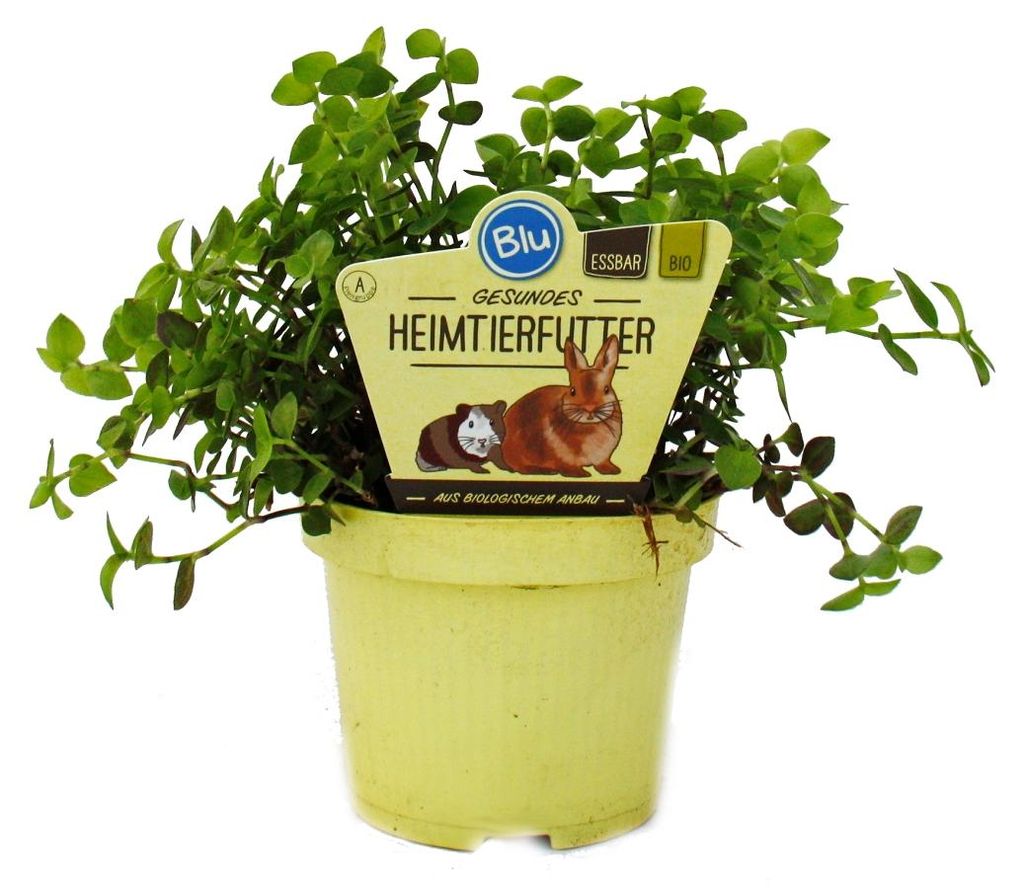 Krmná rostlina pro domácí mazlícky - Callisia repens - Obrázek produktu 