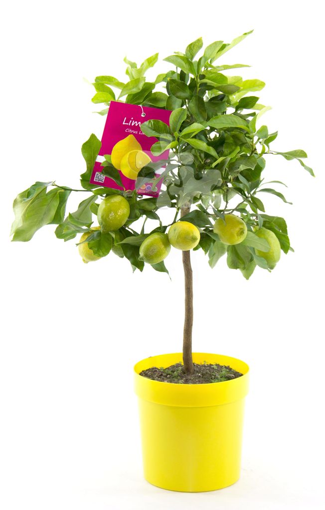 Oferta prawdziwe drzewko cytrynowe 100-130 cm cytryna Zdjęcie produktu 