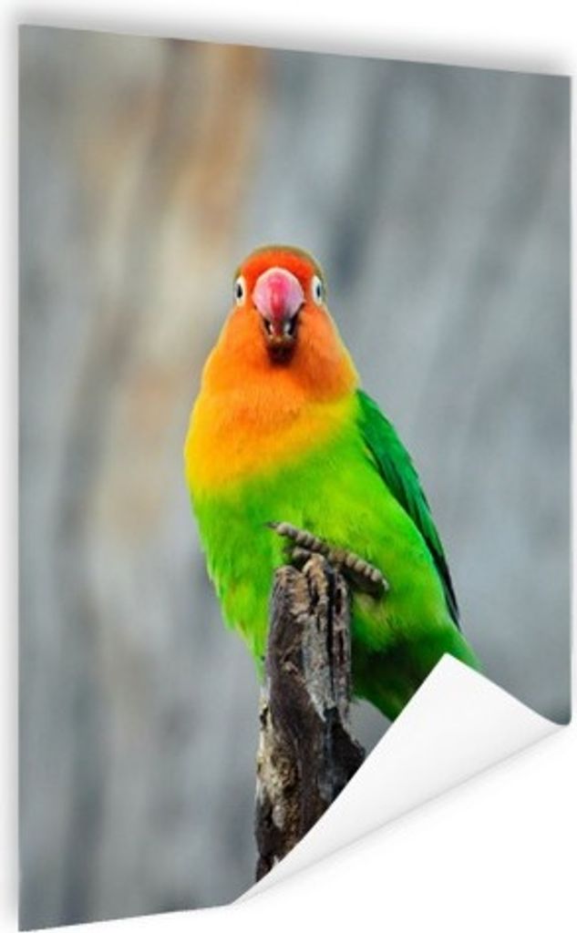 MuchoWow Poster Zwergpapagei 60x80 cm - Schlafzimmer Dekoration