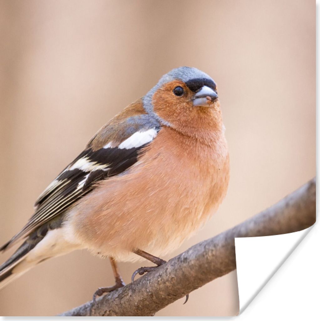 MuchoWow Poster Vogel - Tiere - Fink 75x75 cm - Wand Dekoration