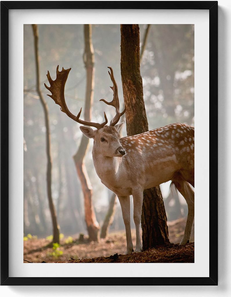 Hirsche im Schein der aufgehenden Sonne– Wandbild mit Rahmen – Gerahmtes Bild – Wanddekoration – 60x80 cm – Schwarz Rahmen