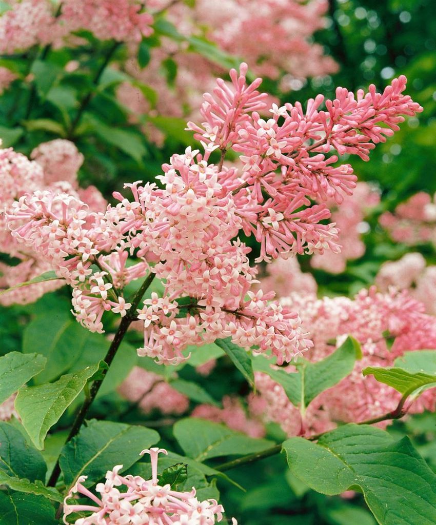 Syringa reflexa, Hängender Flieder, rosa Blüten, 80–100 cm