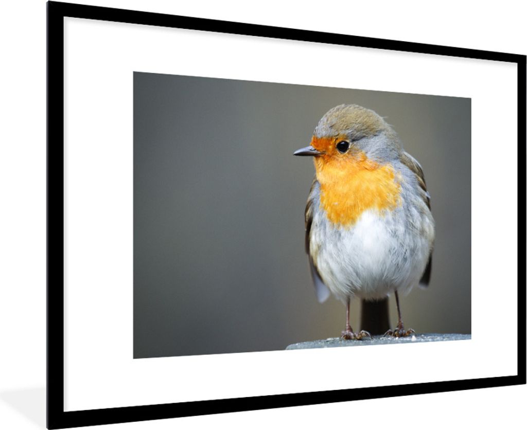 MuchoWow Gerahmtes Poster Nahaufnahme eines Rotkehlchens 90x60 cm - Poster mit Schwarzem Bilderrahmen Wandposter Rahmen Foto Bilder - Wanddekorat...