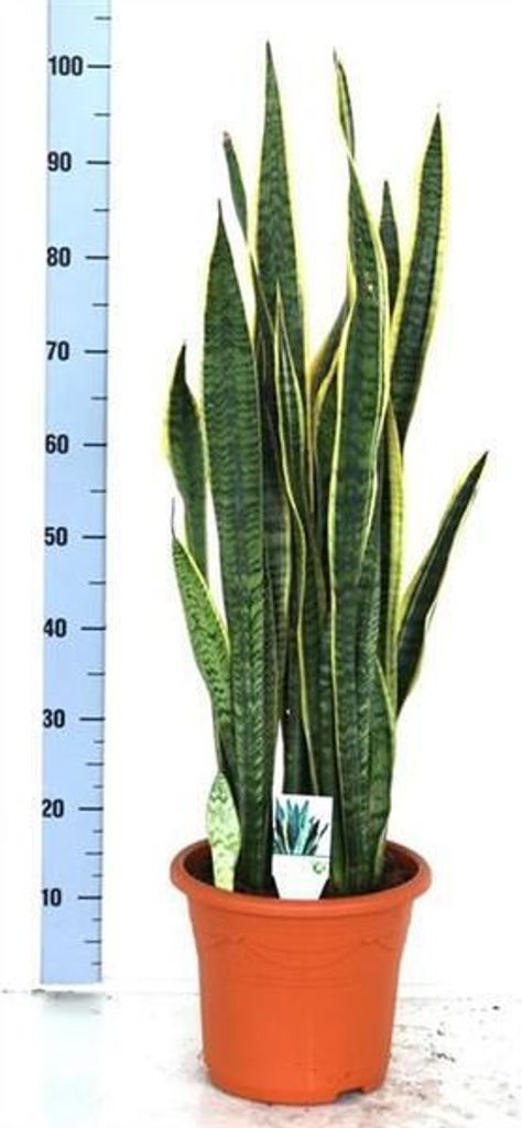 Sansevieria trifasciata Laurentii 80 cm Bogenhanf bessere Raumluft Zimmerpflanze