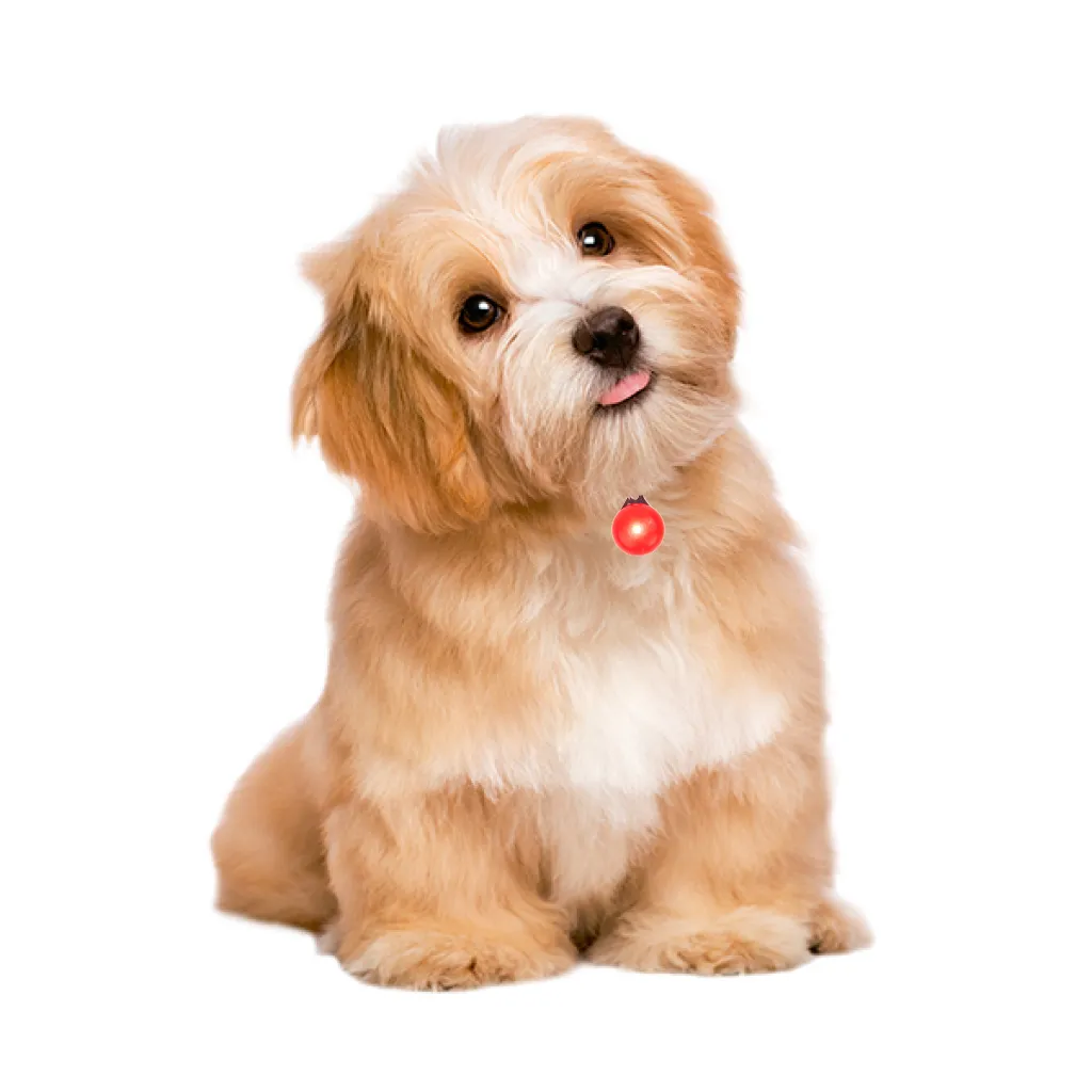Inseguitore ha condotto la luce per la luce del pendente del collare del cane dell'imbracatura - 6