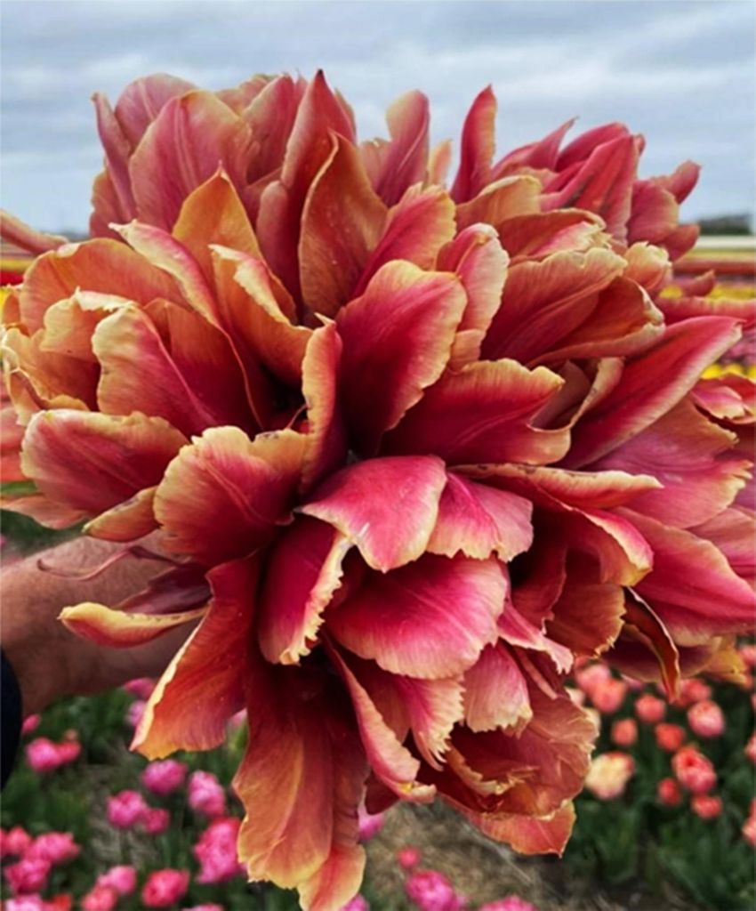Tulipány Cibuľky Cibuľky Kvety Dvojitý tulipán Callahan 5 Obrázok produktu 