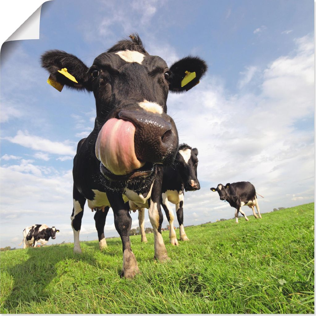 ARTland Poster Holstein-Kuh mit gewaltiger Zunge Größe: 30x30 cm
