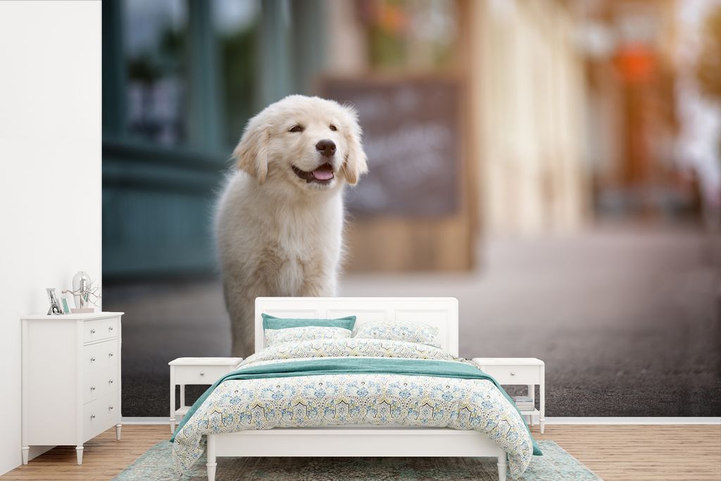 MuchoWow Fototapete für Wohnzimmer oder Schlafzimmer Wandtapete Vinyl Motivtapete Ein Golden Retriever Welpe läuft auf dem Bürgersteig - 390x2...