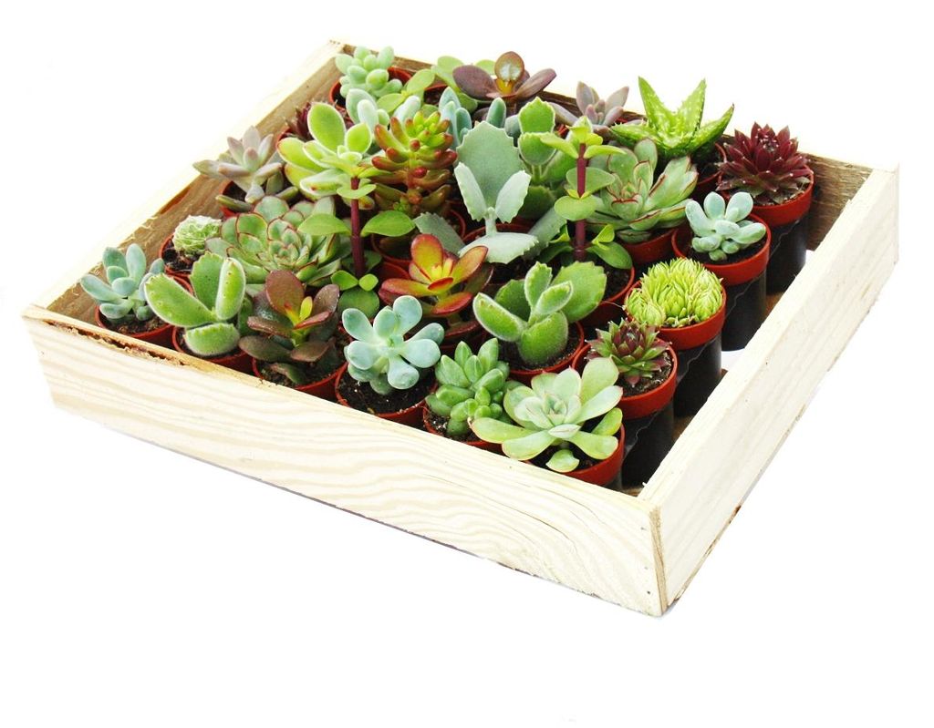 Mini sukulenty 3,5cm květináč - dřevěná krabička s 30 Obrázek produktu 