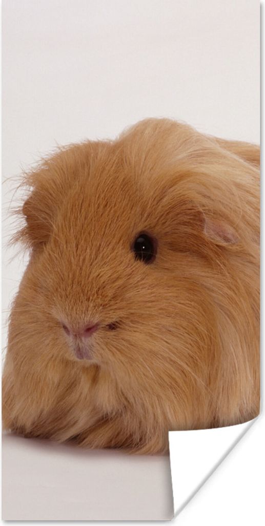 MuchoWow Poster Sheltie-Meerschweinchen 20x40 cm - Plakat - Foto