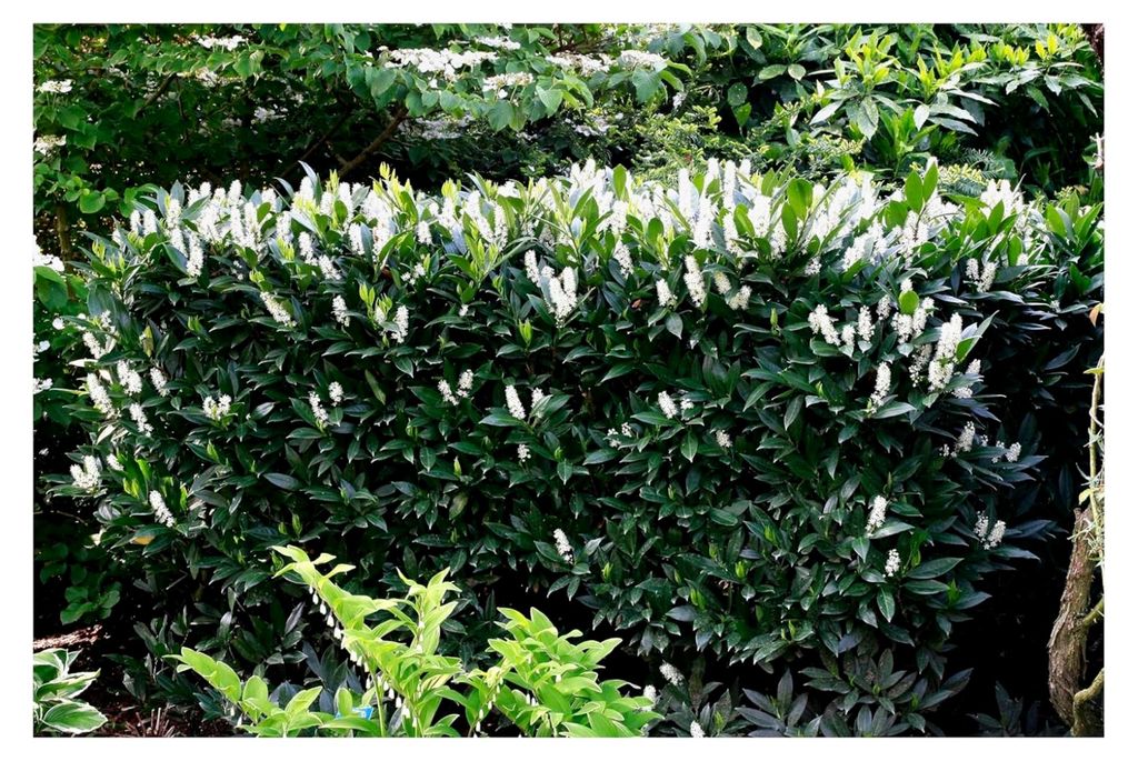 10 x Prunus laurocerasus 'Otto Luyken' - Kleiner Kirschlorbeer