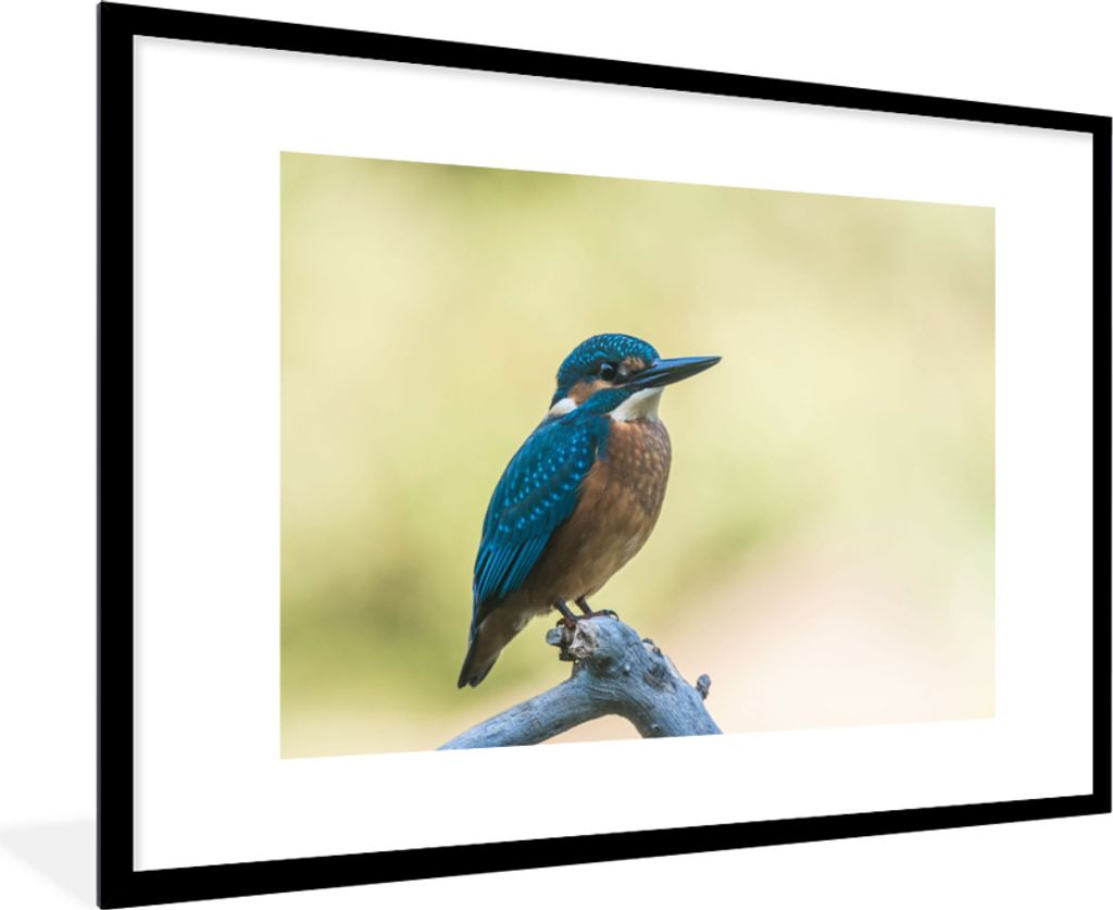 MuchoWow Gerahmtes Poster Eisvogel - Zweig - Vogel 90x60 cm - Poster mit Schwarzem Bilderrahmen Wandposter Rahmen Foto Bilder - Wanddekoration - ...