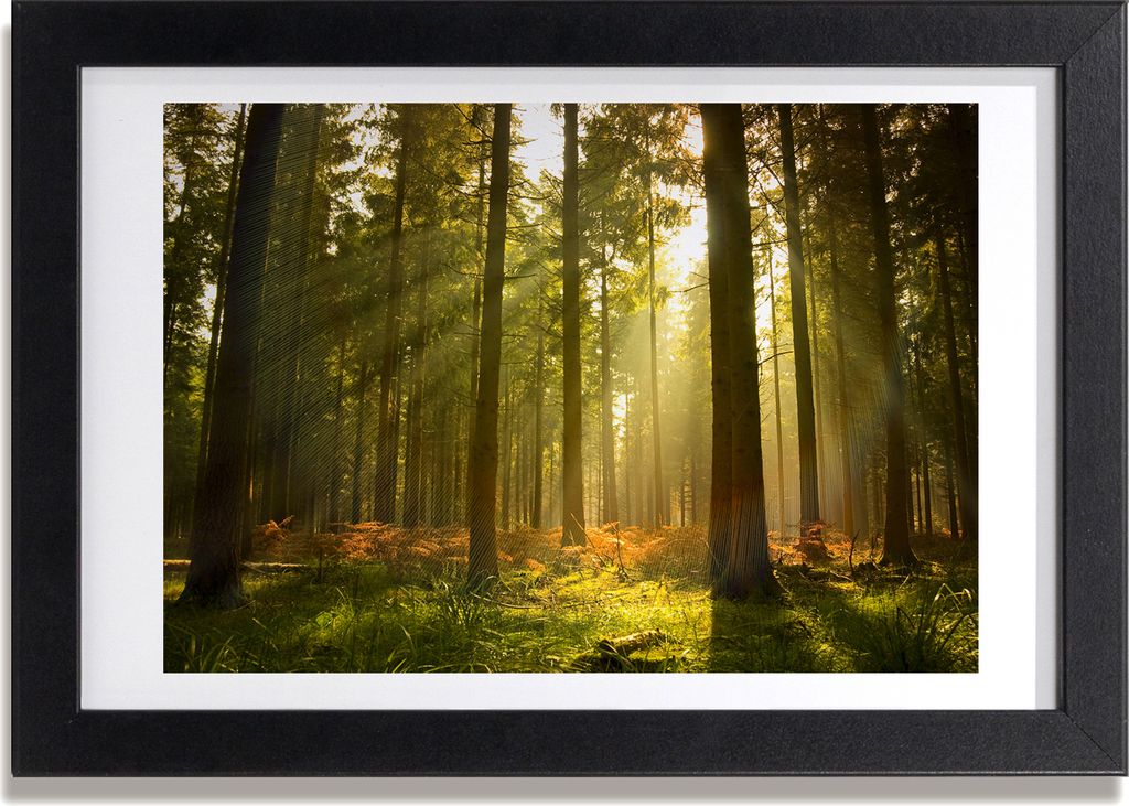 Bild 30x20 MDF-Rahmen, Wandkunst Wald in der Sonne