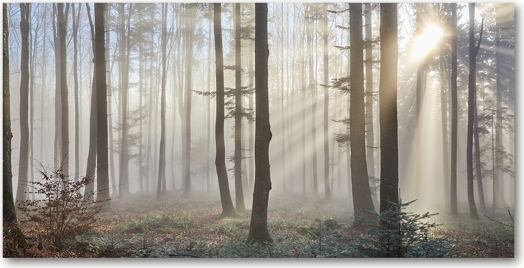 Tulup Leinwandbild - 120x60 cm - Wandkunst - Drucke auf Leinwand - Leinwanddruck - Landschaften - Braun - Nebel im Wald