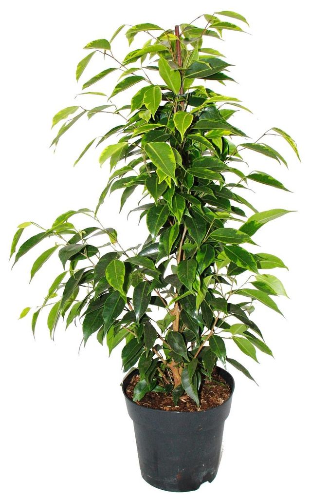 Ficus benjamini "Anastasia" im 17cm Topf Produktbild 
